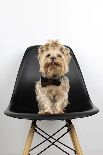 Doggy Spa - Salon psiej urody